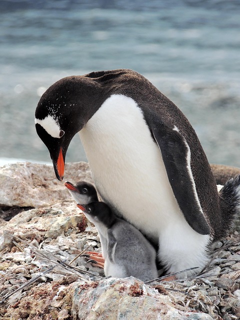 Gentoo penguin with chick